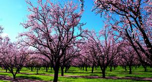 Coisas que devemos fazer na primavera